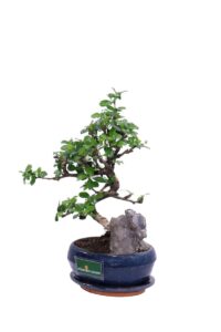 Bonsai Carmona Rock v16 egarden.store 3 Bonsai Carmona Rock v16 egarden.store online