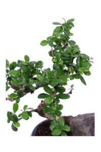 Bonsai Carmona Rock v16 egarden.store 4 Bonsai Carmona Rock v16 egarden.store online