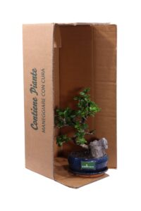 Bonsai Carmona Rock v16 egarden.store 5 Bonsai Carmona Rock v16 egarden.store online