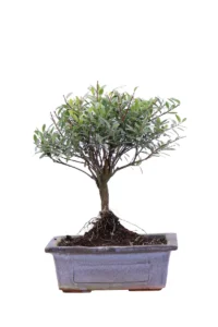 Bonsai Syzygium v15 egarden.store online