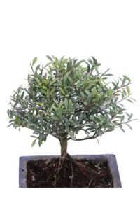 Bonsai Syzygium v15 egarden.store online