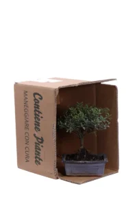 Bonsai Syzygium v15 egarden.store online