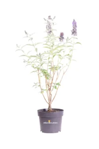 Buddleja Davidii Empire Blu - Albero Delle Farfalle v17 egarden.store online