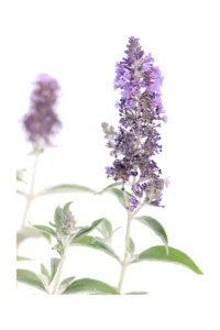 Buddleja Davidii Empire Blu - Albero Delle Farfalle v17 egarden.store online