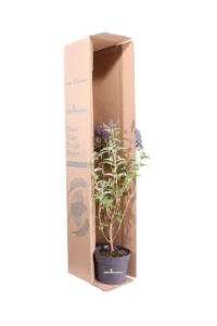 Buddleja Davidii Empire Blu - Albero Delle Farfalle v17 egarden.store online
