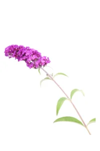 Buddleja Davidii Royal Red - Albero Delle Farfalle v17 egarden.store online