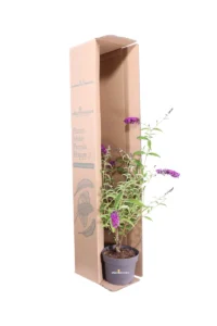 Buddleja Davidii Royal Red - Albero Delle Farfalle v17 egarden.store online