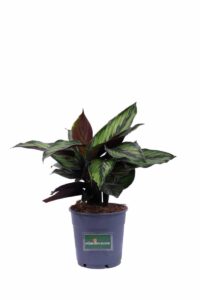 Calathea Beauty Star v12 egarden.store online