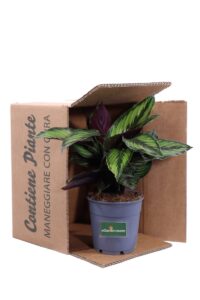 Calathea Beauty Star