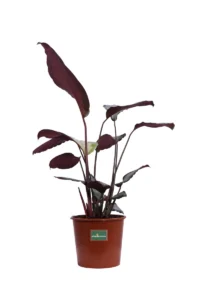 Calathea Picturata Argentea v17 egarden.store online