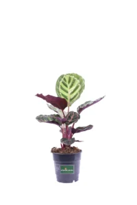 Calathea Roseopicta Illustris v12 egarden.store online