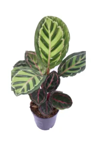 Calathea Roseopicta Illustris v12 egarden.store online