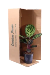 Calathea Roseopicta Illustris