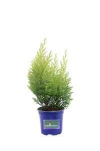 Chamaecyparis Lawsoniana Ivonne v11 egarden.store online
