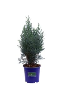 Chamaecyparis Lawsoniana Van Pelt's Blue v13 egarden.store online