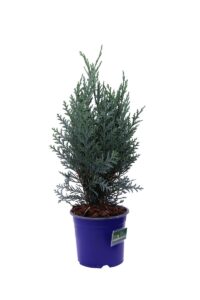 Chamaecyparis Lawsoniana Van Pelt's Blue v13 egarden.store online