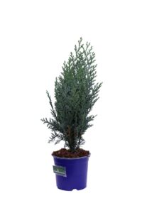 Chamaecyparis Lawsoniana Van Pelt's Blue v13 egarden.store online