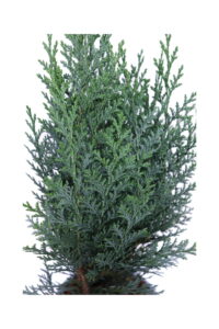 Chamaecyparis Lawsoniana Van Pelt's Blue v13 egarden.store online