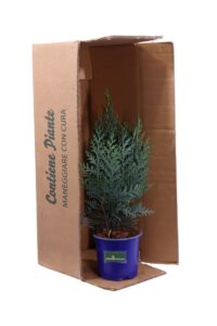 Chamaecyparis Lawsoniana Van Pelt's Blue v13 egarden.store online