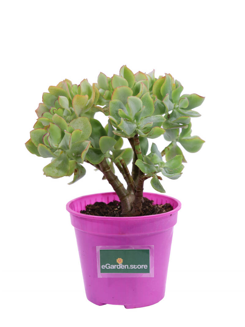 Crassula Arborescens Undulatifolia v12 egarden.store online