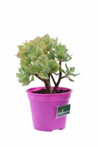 Crassula Arborescens Undulatifolia v12 egarden.store online