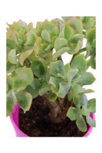Crassula Arborescens Undulatifolia v12 egarden.store online