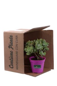 Crassula Arborescens Undulatifolia v12 egarden.store online