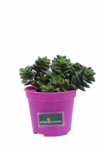 Crassula Rupestris Springtime v12 egarden.store online
