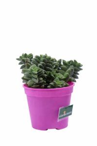 Crassula Rupestris Springtime v12 egarden.store online