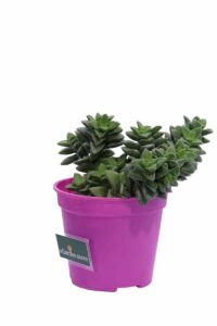 Crassula Rupestris Springtime v12 egarden.store online