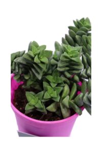 Crassula Rupestris Springtime v12 egarden.store online