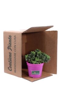 Crassula Rupestris Springtime v12 egarden.store online