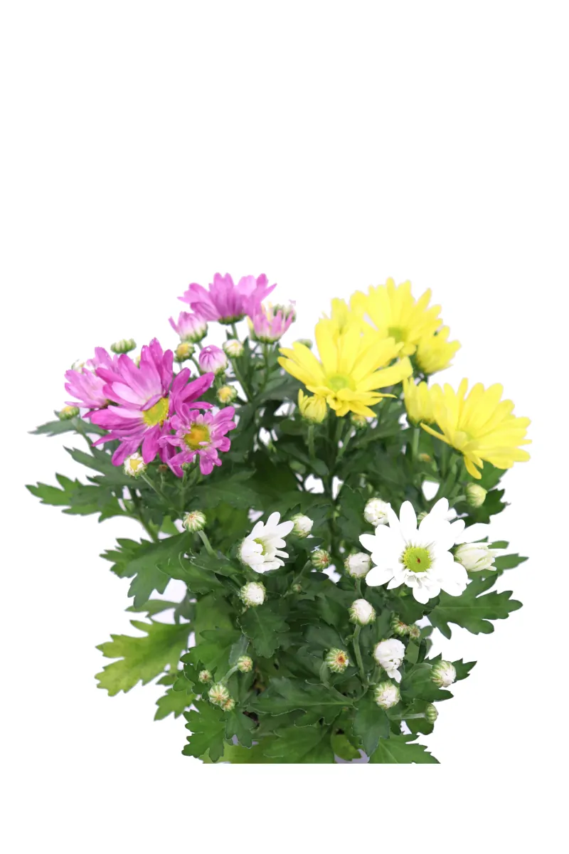 Crisantemo Tricolor v12 egarden.store online