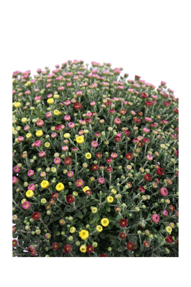 Crisantemo Tricolor v20 egarden.store online