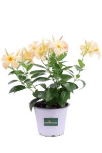 Dipladenia Gialla v14 egarden.store online