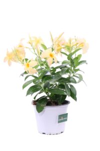 Dipladenia Gialla v14 egarden.store online
