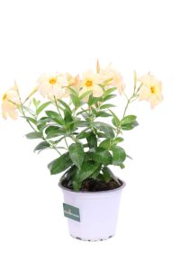 Dipladenia Gialla v14 egarden.store online