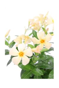 Dipladenia Gialla v14 egarden.store online