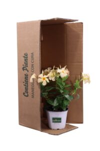 Dipladenia Gialla v14 egarden.store online