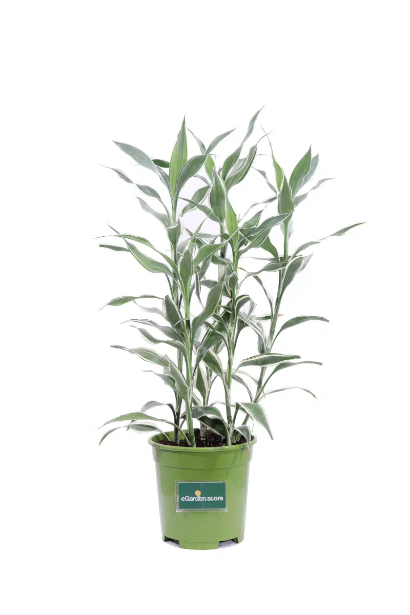 Dracena Braunii Variegata v17 egarden.store online