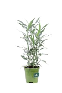 Dracena Braunii Variegata v17 egarden.store online