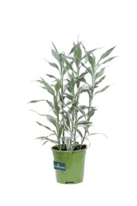 Dracena Braunii Variegata v17 egarden.store online