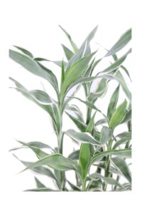 Dracena Braunii Variegata v17 egarden.store online