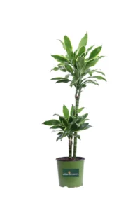 Dracena Golden Coast v17 egarden.store online