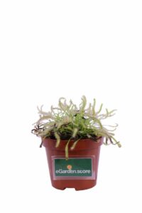Drosera Capensis Alba v9 egarden.store online