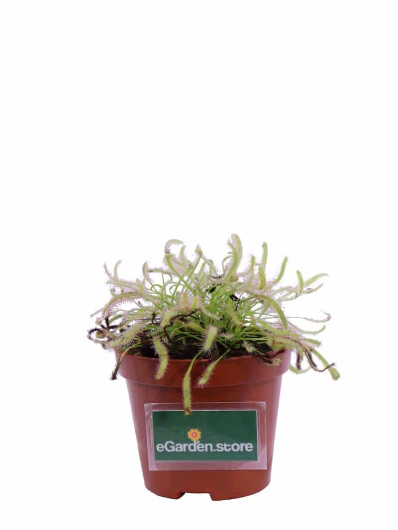 Drosera Capensis Alba v9 egarden.store online