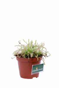 Drosera Capensis Alba v9 egarden.store online