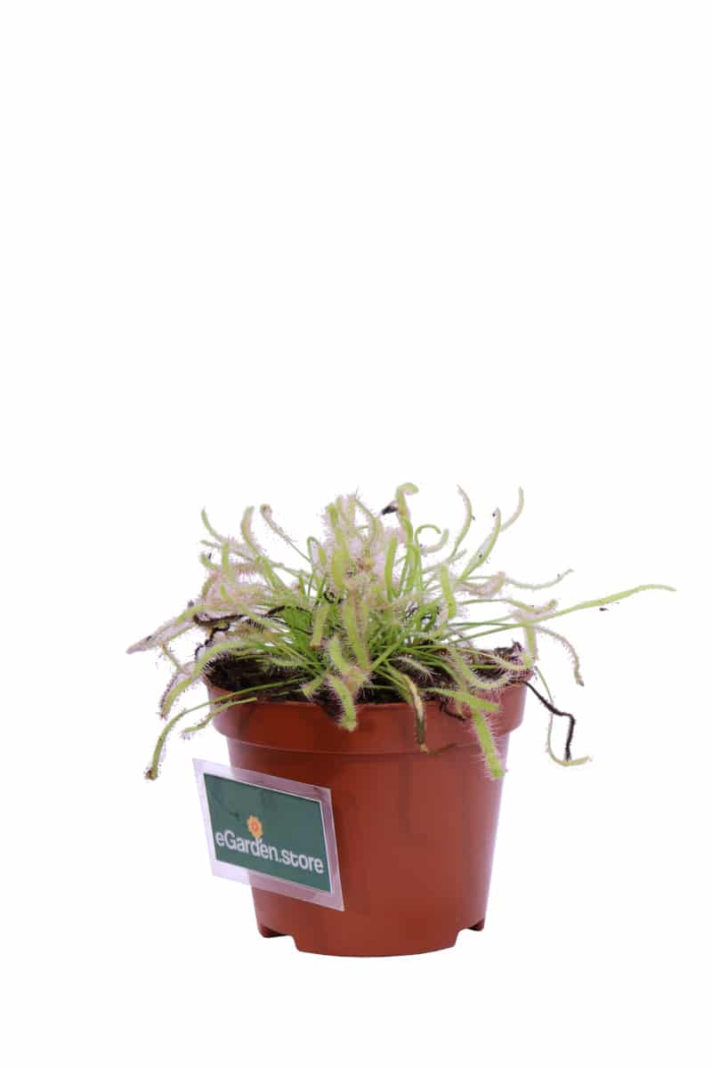 Drosera Capensis Alba v9 egarden.store online