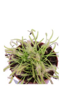 Drosera Capensis Alba v9 egarden.store online