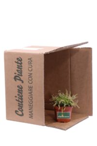 Drosera Capensis Alba v9 egarden.store online